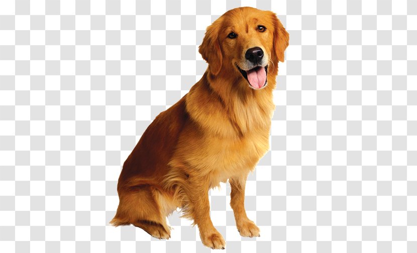 Golden Retriever Pet Backup Camera Cat - Dog Breed - Draw Transparent PNG