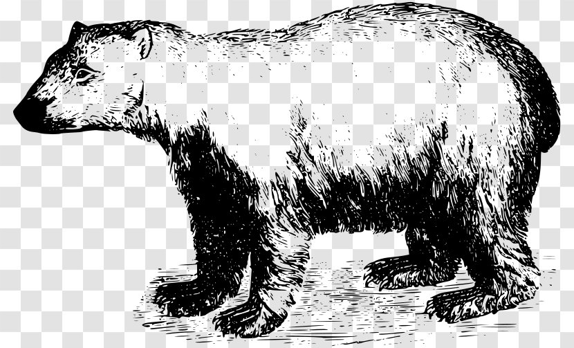 Polar Bear American Black T-shirt Grizzly - Flower Transparent PNG