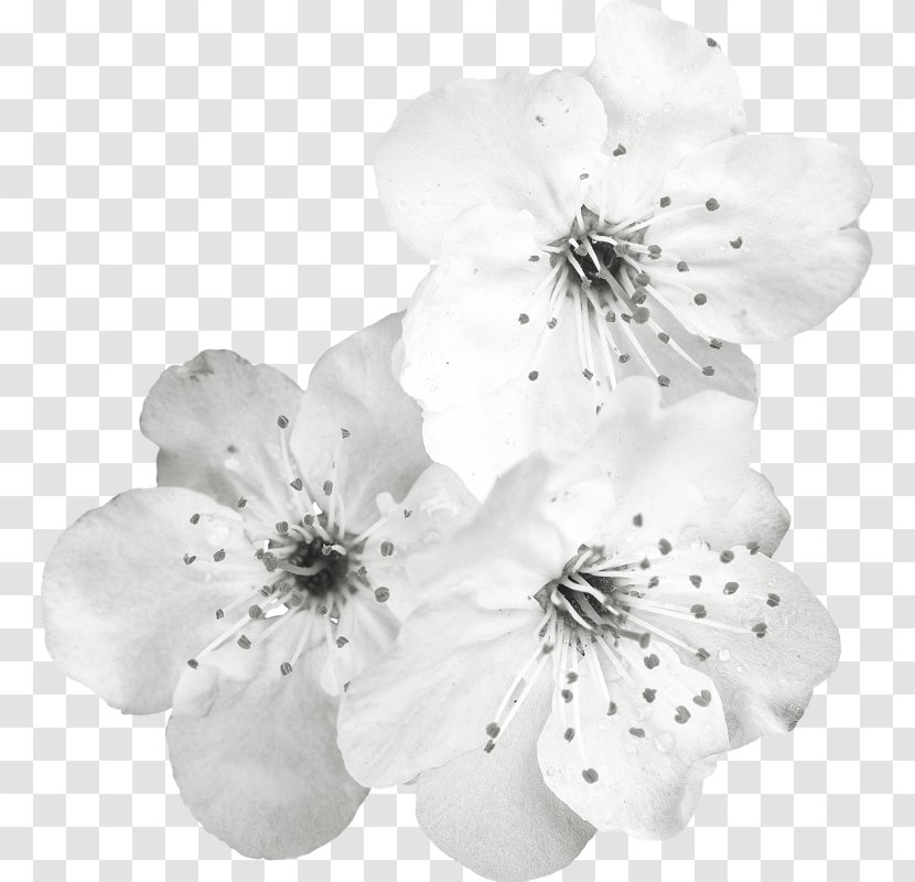 White Cut Flowers Petal Clip Art - بسم الله الرحمن الرحيم Transparent PNG