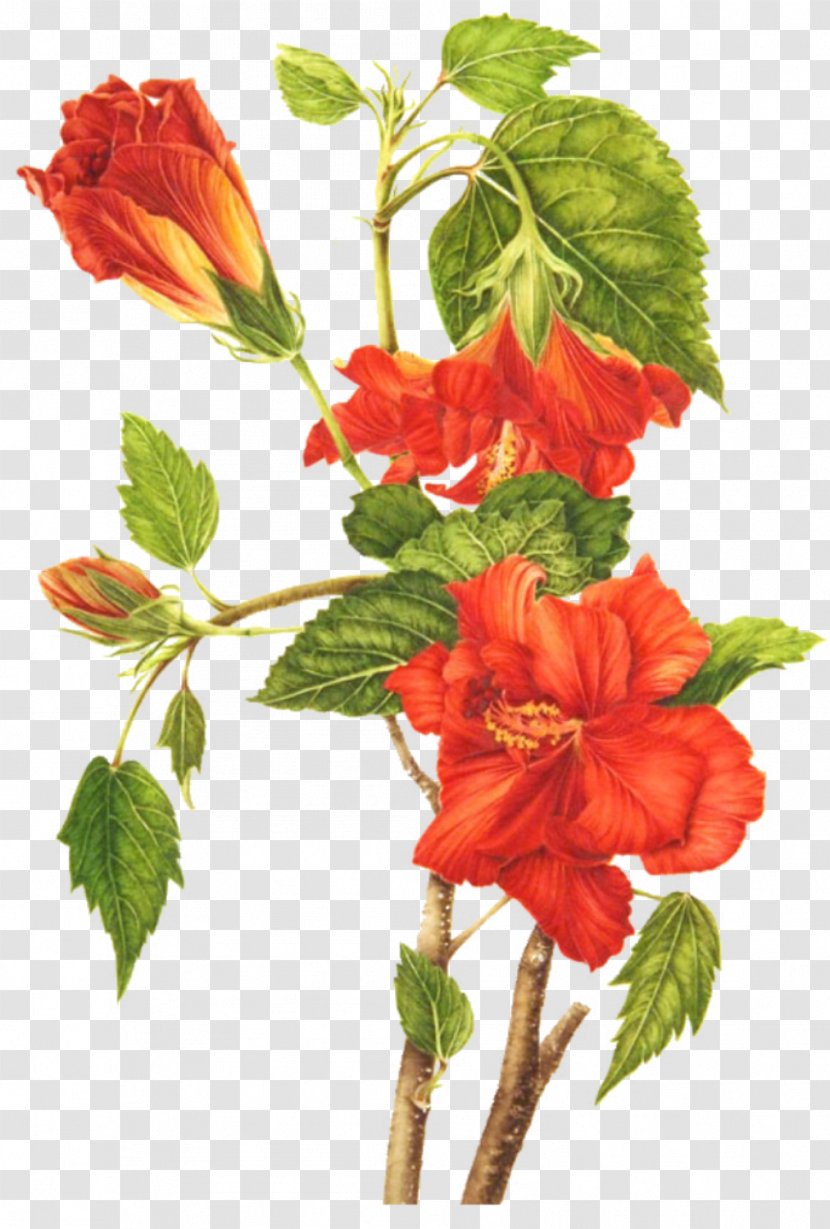 Roselle Shoeblackplant Drawing Flower Botanical Illustration - Bouquet Transparent PNG
