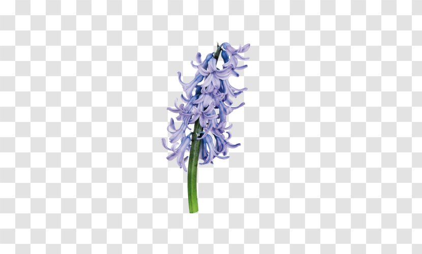 Hyacinthus Orientalis Purple Download Flower - Cut Flowers - Hyacinth Transparent PNG