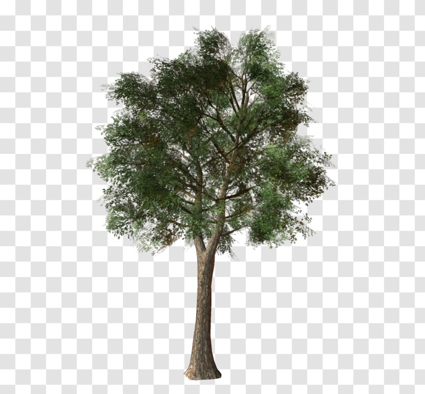 Branch Tree Shrub Topiary Evergreen Transparent PNG