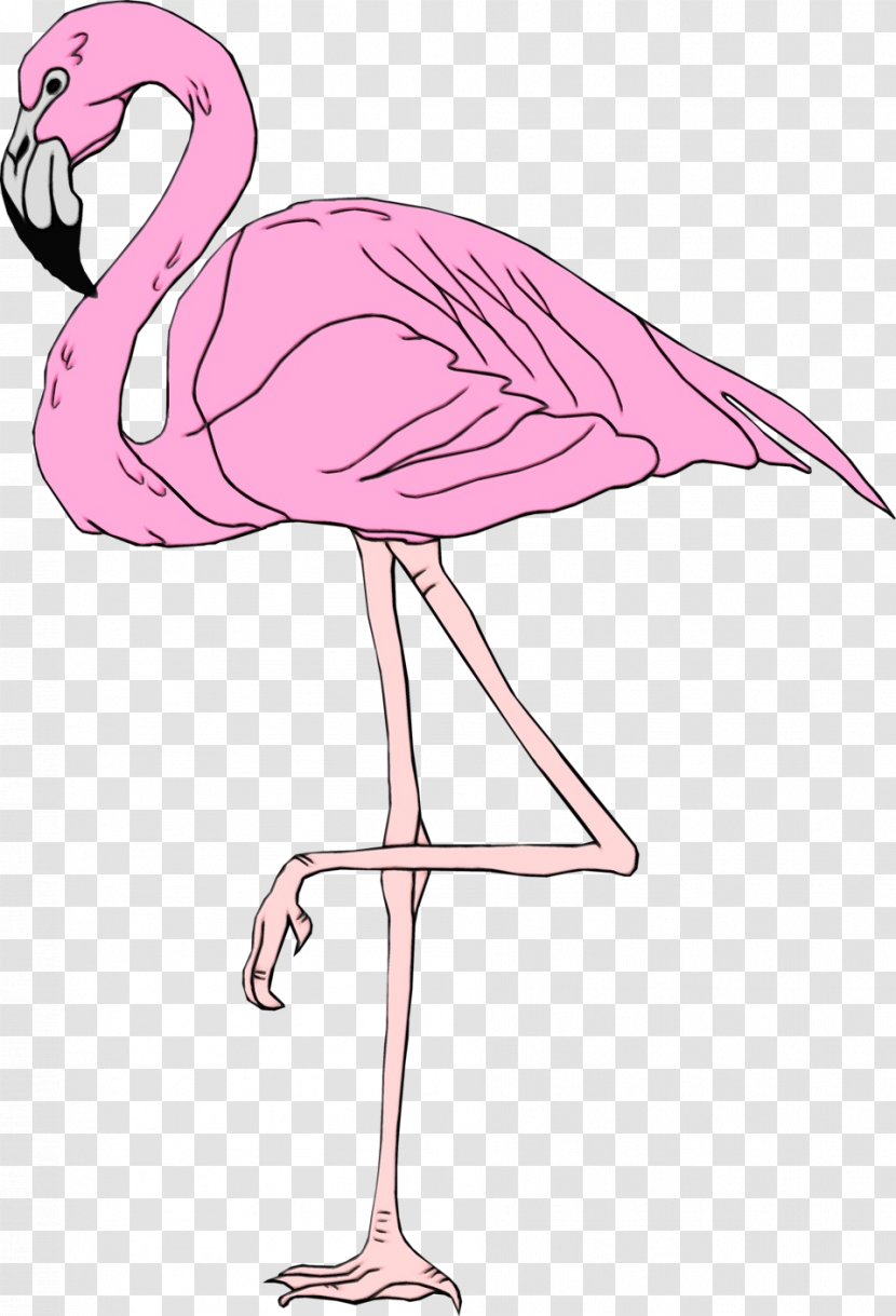 Flamingo - Greater - Muscle Neck Transparent PNG