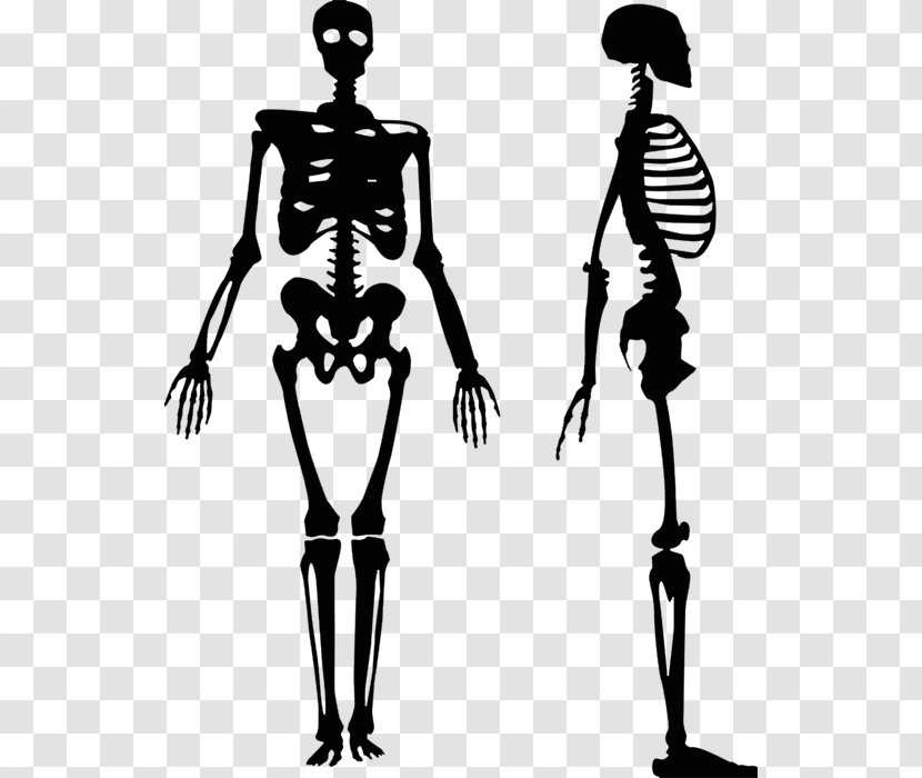 Vector Graphics Human Skeleton Clip Art Royalty-free Body - Standing Transparent PNG