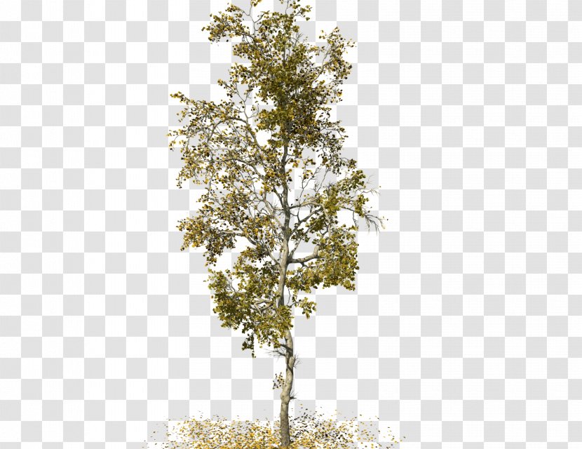 SpeedTree American Sycamore Maple Woody Plant - Tree Transparent PNG
