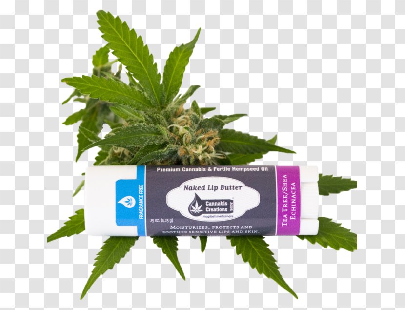 Cannabis Herb - Herbal Transparent PNG