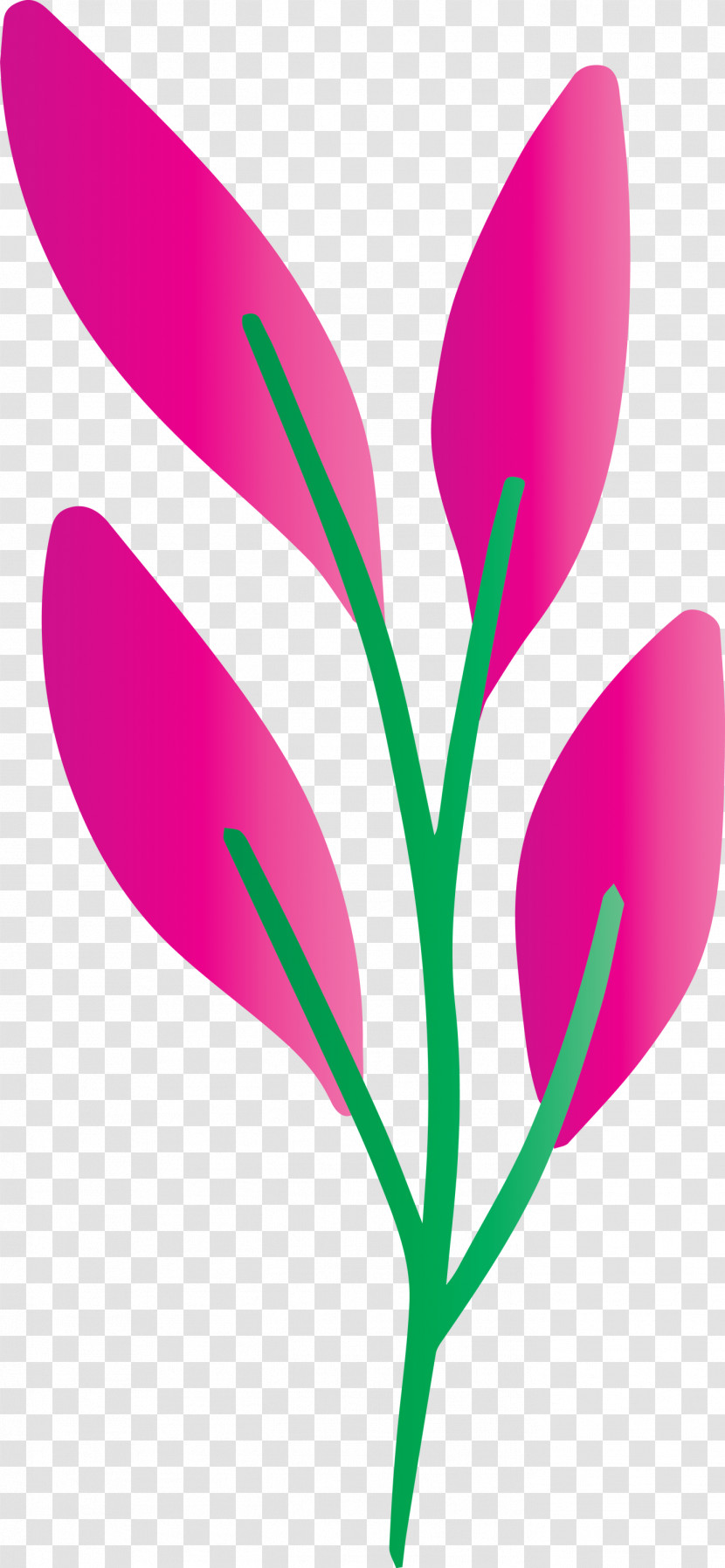 Flower Pedicel Plant Magenta Petal Transparent PNG