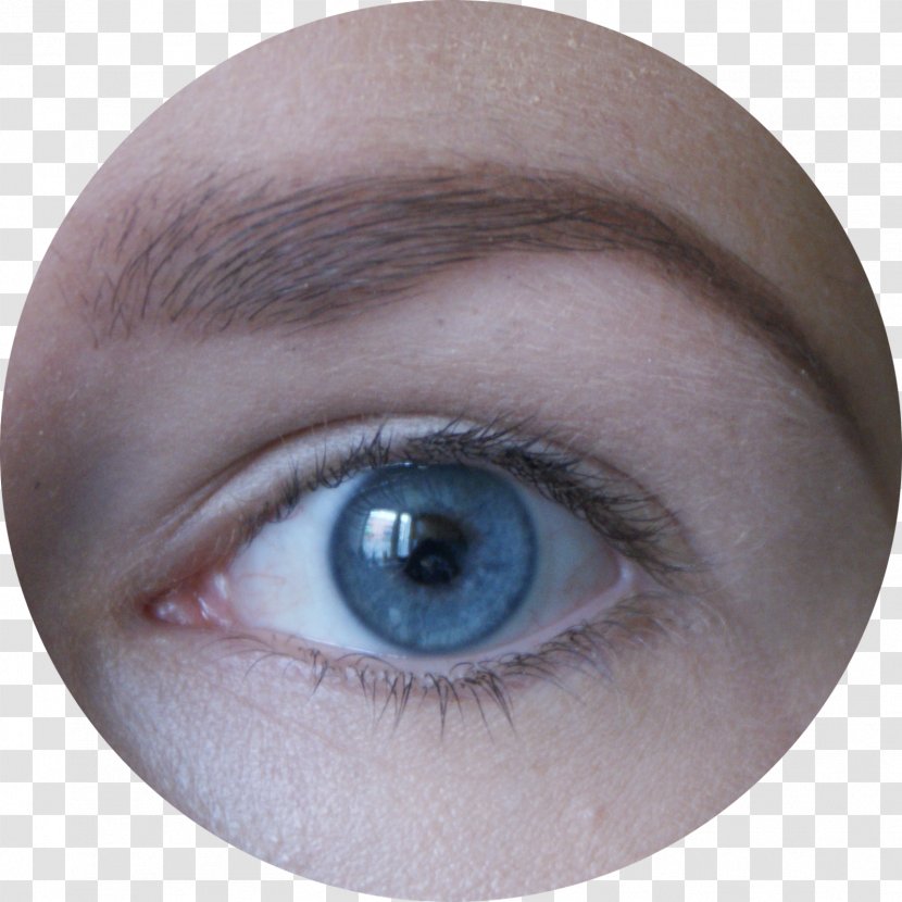 Eyelash Extensions Eyebrow Eye Shadow Forehead - Tree Transparent PNG
