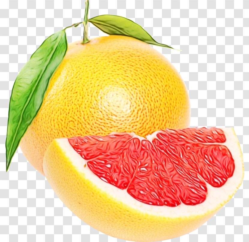 Lemon Drawing - Plant - Valencia Orange Citron Transparent PNG
