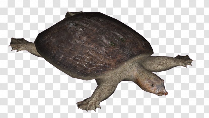 Zoo Tycoon 2 Florida Softshell Turtle Reptile Box Transparent PNG