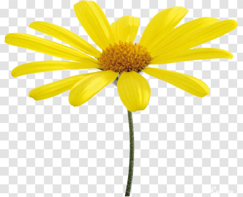 Flower Yellow Oxeye Daisy - Rar Transparent PNG