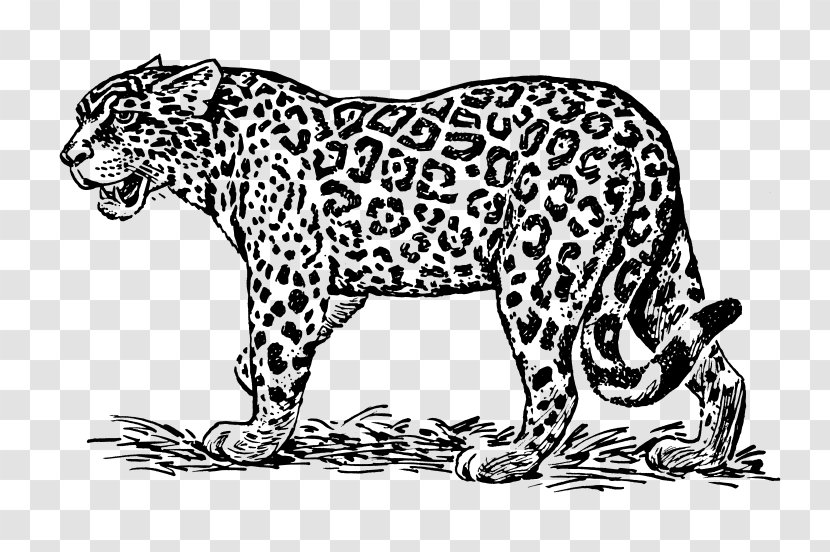 Jaguar Drawing Line Art Royalty-free Clip - Organism Transparent PNG