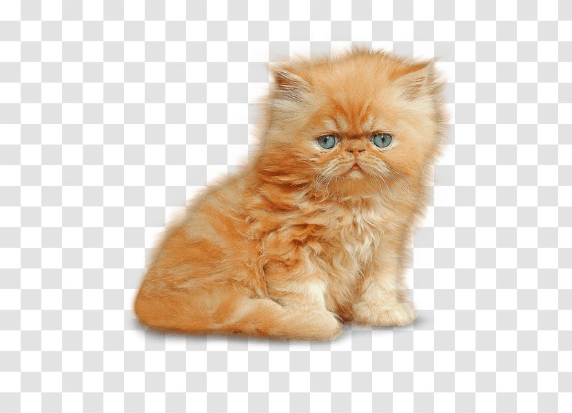 Munchkin Cat Siamese Kitten Dog - Sphynx - Image Transparent PNG