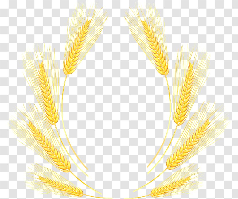 Feather - Plant Grass Family Transparent PNG