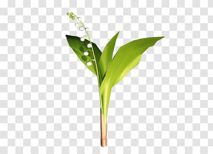 Clip Art Image Centerblog Drawing - Commodity - Flowers And Plants Transparent PNG