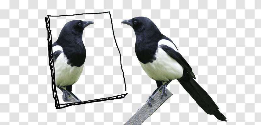 Eurasian Magpie Bird Mirror Test Crow - Songbird Transparent PNG