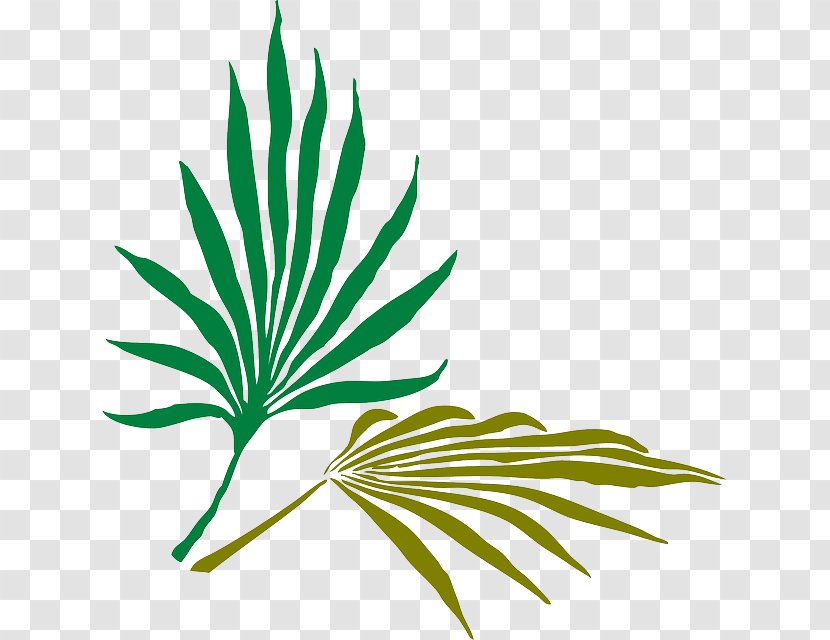 Arecaceae Frond Palm Branch Clip Art - Tree - Leaf Transparent PNG