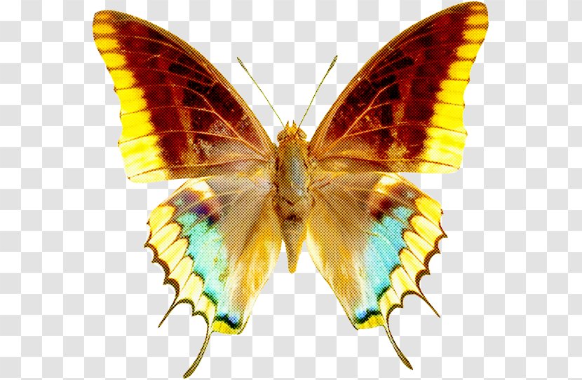Moths And Butterflies Butterfly Insect Pollinator Wing - Symmetry Lycaenid Transparent PNG