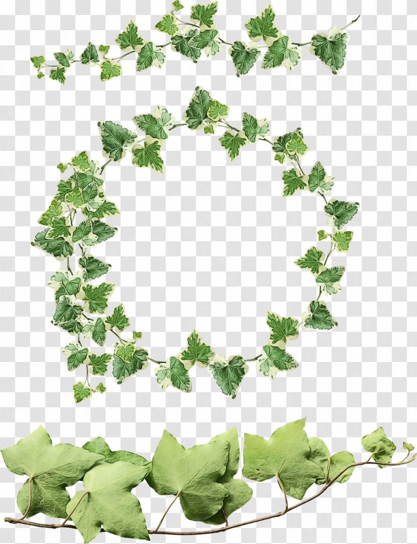 Green Leaf Background - Ivy Family - Heart Transparent PNG