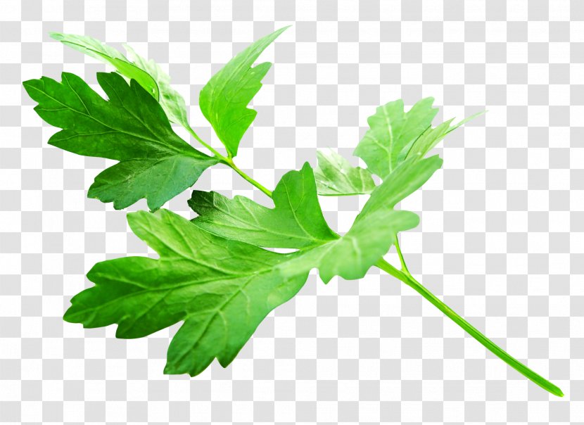 Parsley Vegetarian Cuisine Herb Vegetable Food - Spice - Leaves Transparent PNG