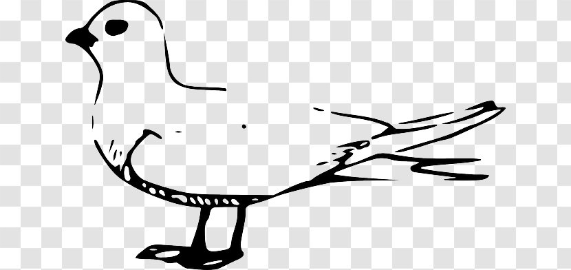 Fairy Tern Clip Art - Line - Branch Transparent PNG