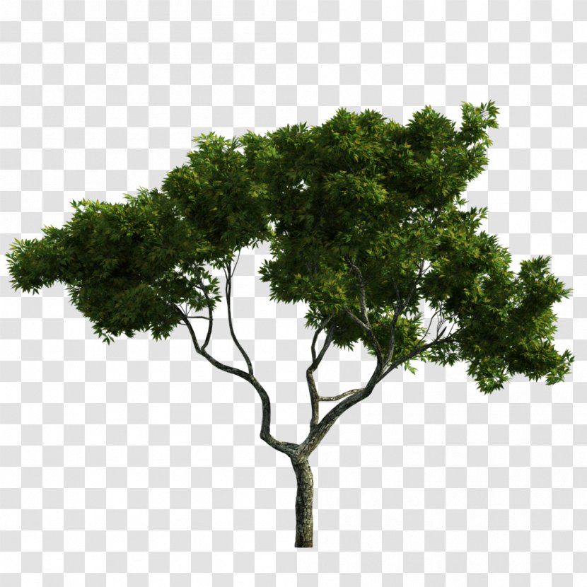 Tree Trunk Raster Graphics Ecological Design - Plant Transparent PNG