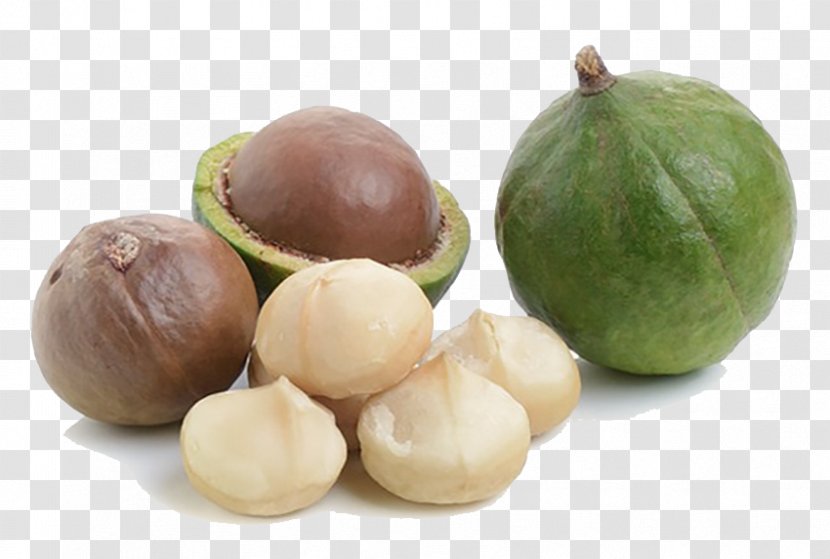Walnut Macadamia Nut NaturaZen Srls - Cibo Crudo Biologico OilWalnut Transparent PNG