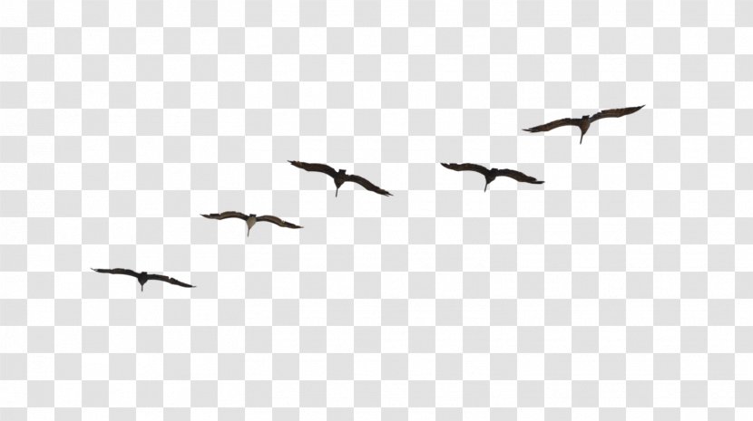 Bird Migration Flight Flock Animal - Birds Transparent PNG