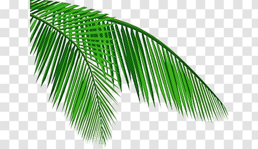 Palm Trees Transparent PNG