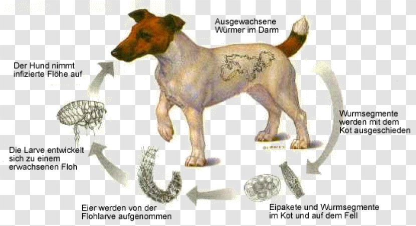 Dog Tapeworms Cat Puppy - Breed - Mai Transparent PNG