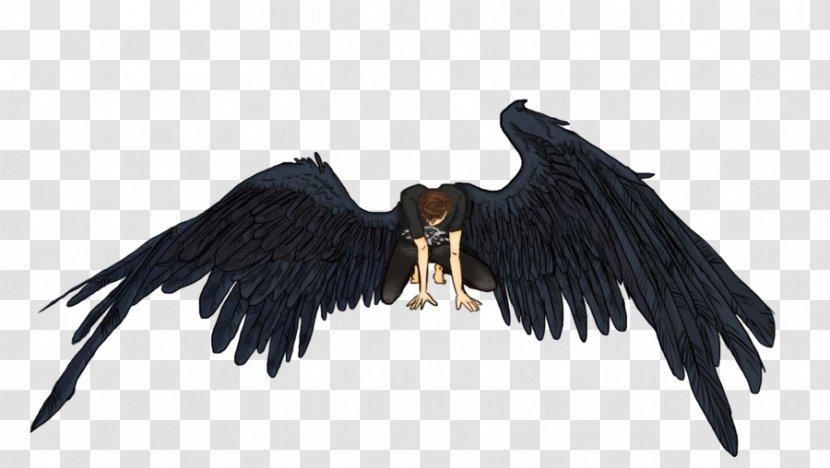Eagle Vulture Beak Feather - Bird Transparent PNG