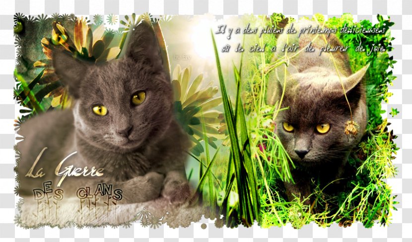 Korat Russian Blue Kitten Whiskers Fauna Transparent PNG