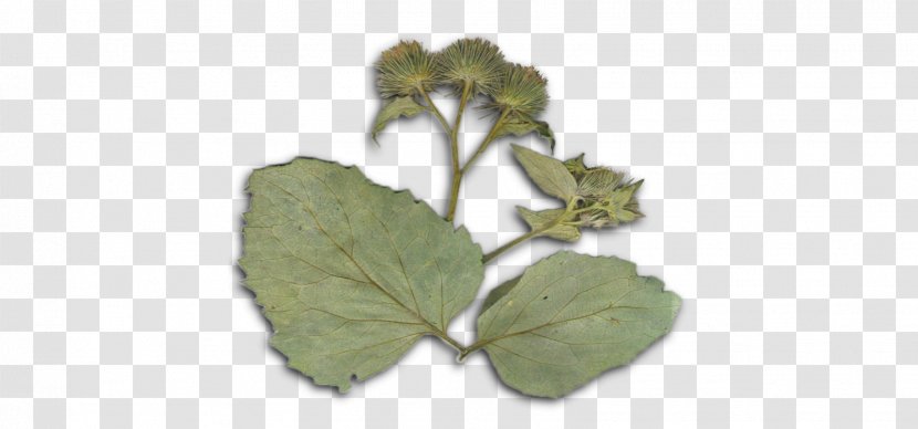 Leaf Herb - Plant Transparent PNG