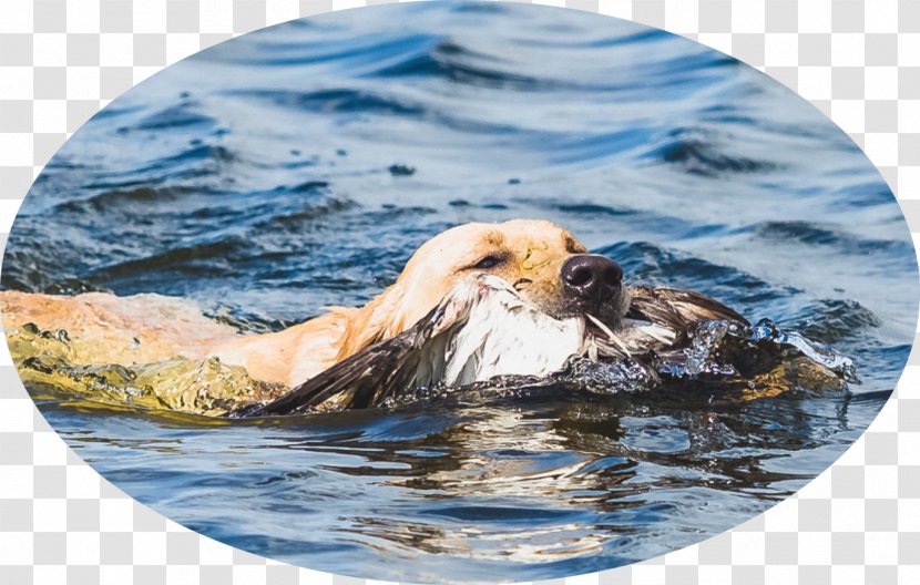 Labrador Retriever Sea Otter Service Dog Hunting - Water Transparent PNG
