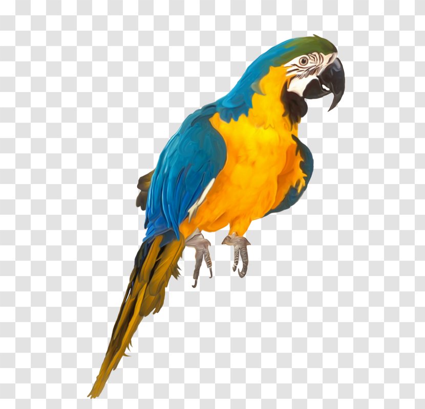Macaw Lovebird Parakeet Pet - Perico - Bird Transparent PNG