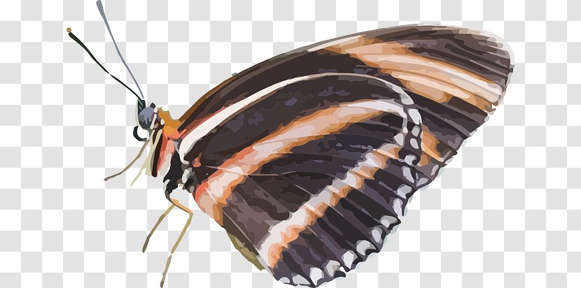 Brush-footed Butterflies Butterfly Insect Clip Art - Pollinator Transparent PNG