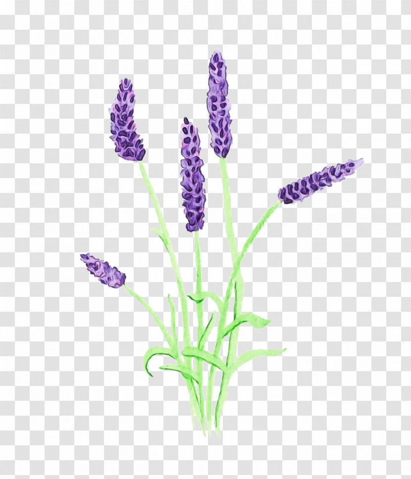 Purple Watercolor Flower - Lavender - Egyptian Fernleaf Transparent PNG