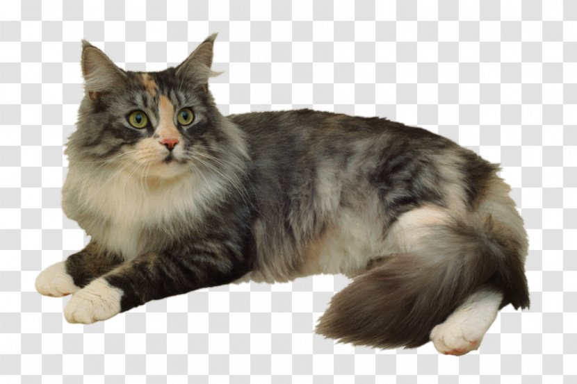 Siberian Cat Ragdoll American Wirehair Norwegian Forest Stock Photography - Toys Transparent PNG