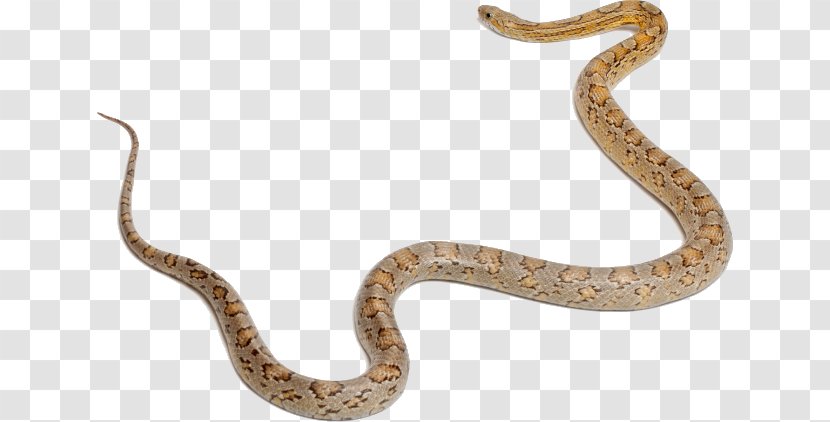 Sidewinder Corn Snake Snakes Boa Constrictor Vertebrate - Common Garter - Small Transparent PNG
