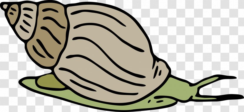 Sea Snail Seashell Clip Art - Snails Transparent PNG