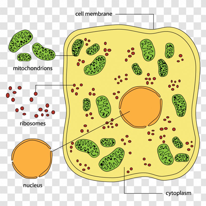 Cell Wall Biology Diagram Animal - Human Transparent PNG