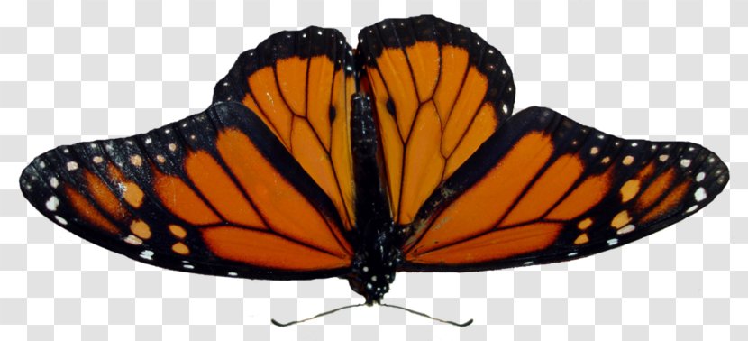Monarch Butterfly Insect Angangueo Transparent PNG