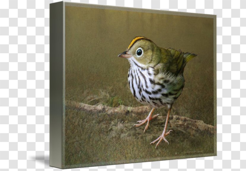 Ovenbird Canvas Print Art Printing - Forest Floor Transparent PNG