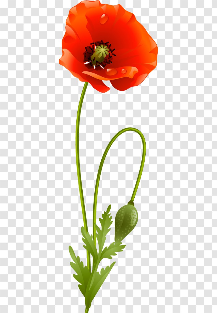 Common Poppy Clip Art - Digital Image - Flower Transparent PNG