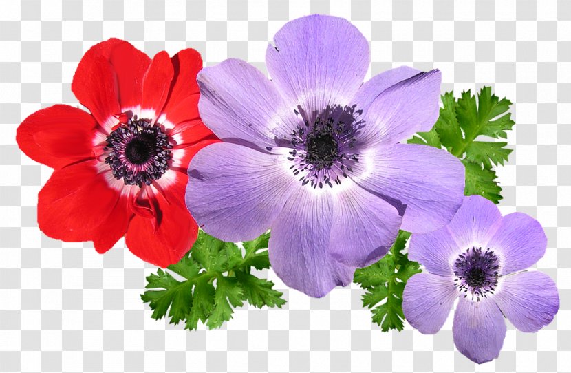 Anemone Flower Annual Plant Spring Perennial - Purple Transparent PNG