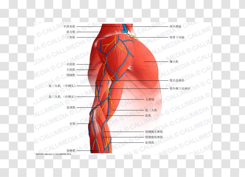 Shoulder Ischiocavernosus Muscle Nerve Arm - Silhouette Transparent PNG