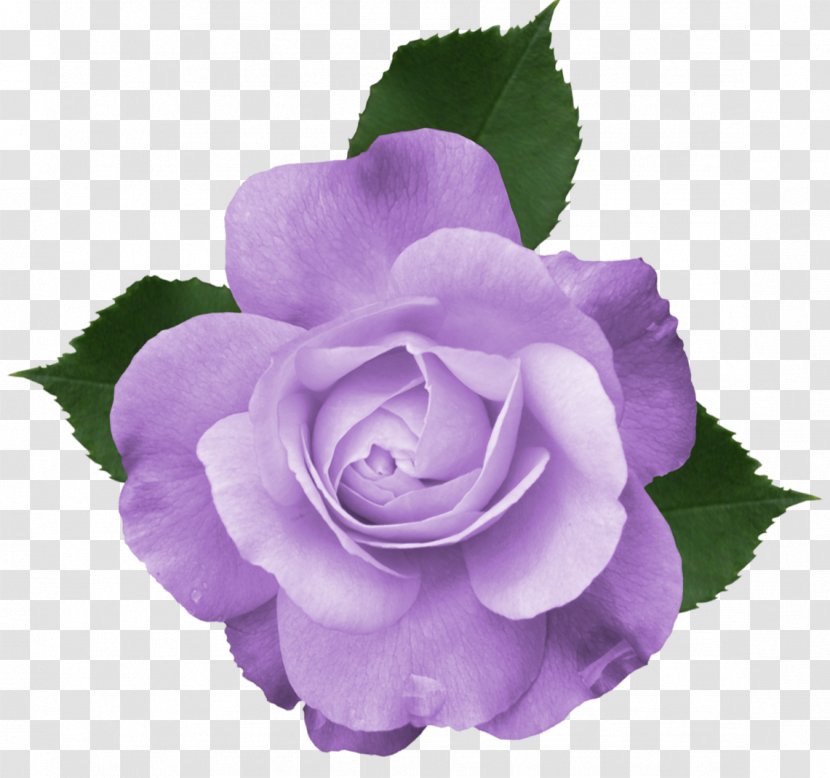 Rose Flower Purple Clip Art - Violet - Gladiolus Transparent PNG
