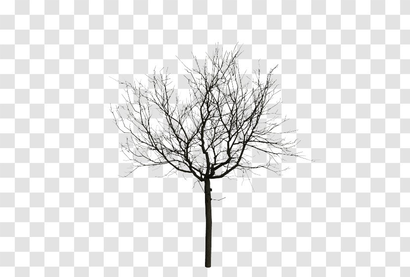 Stock Photography Light Tree Twig Wire Transparent PNG