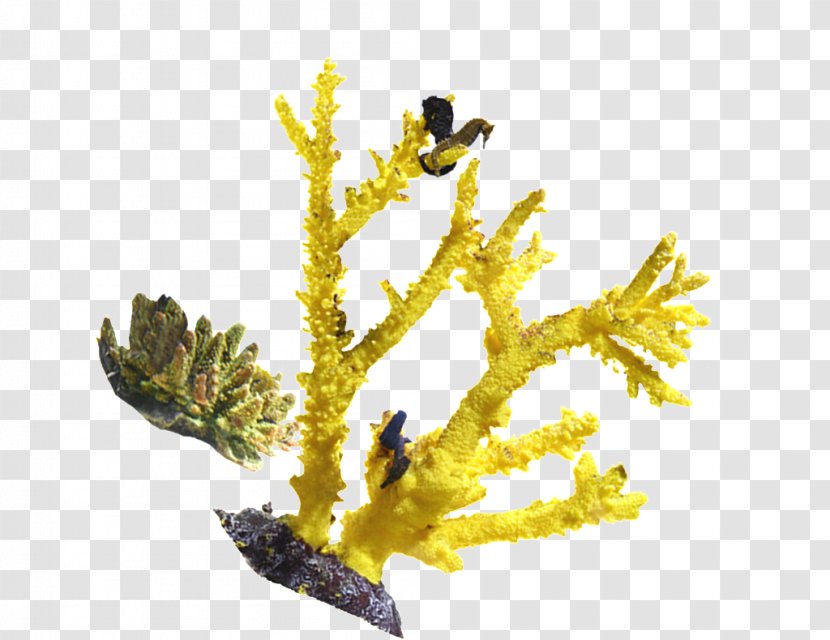 Coral Image Seabed - Ocean - Birdh Ornament Transparent PNG