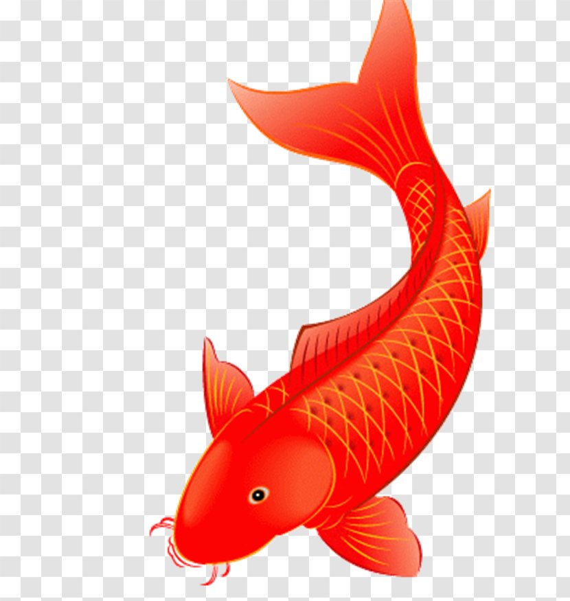Koi Poster Red - Tail - Xing Transparent PNG
